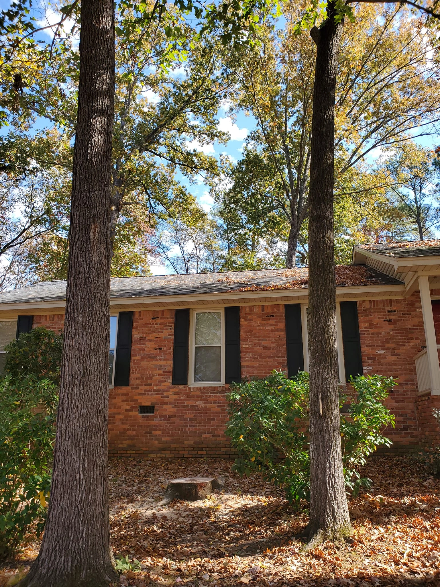 Two tall oaks flush cut stump brick ranch front yard cayce s
