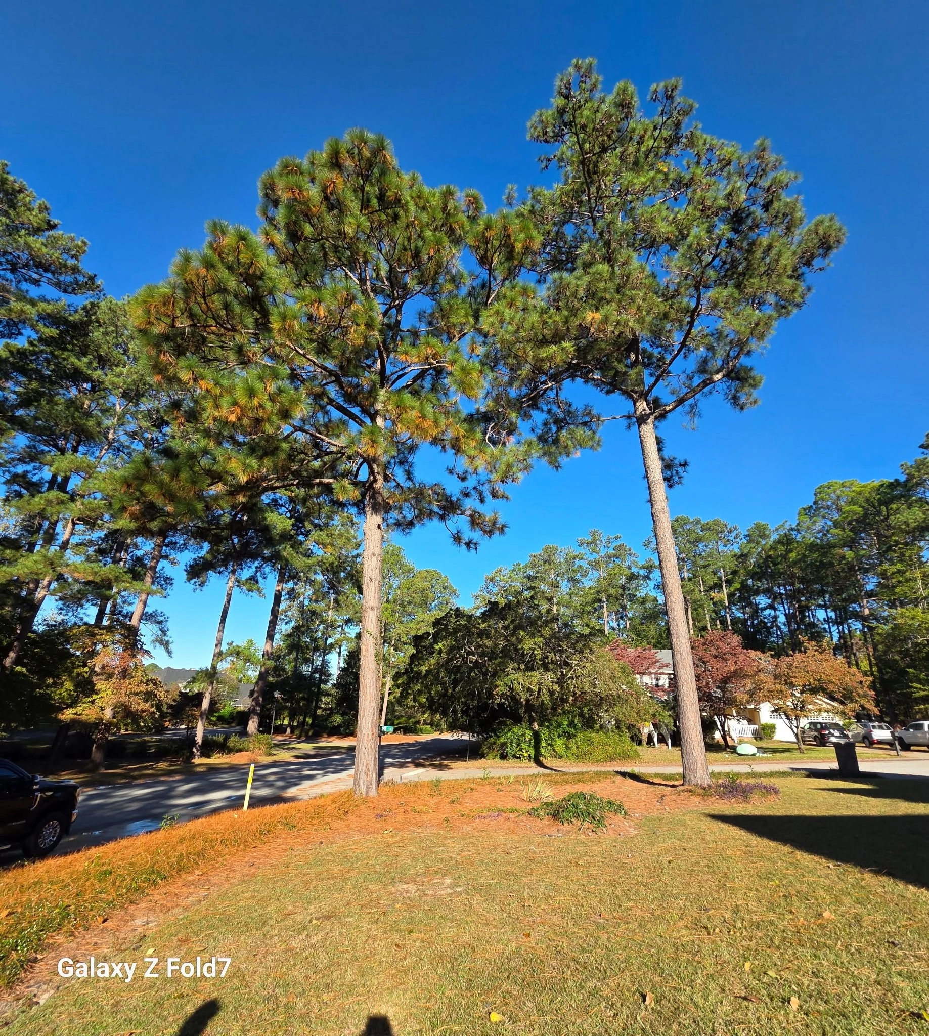Two tall pines corner lot blue sky cayce sc