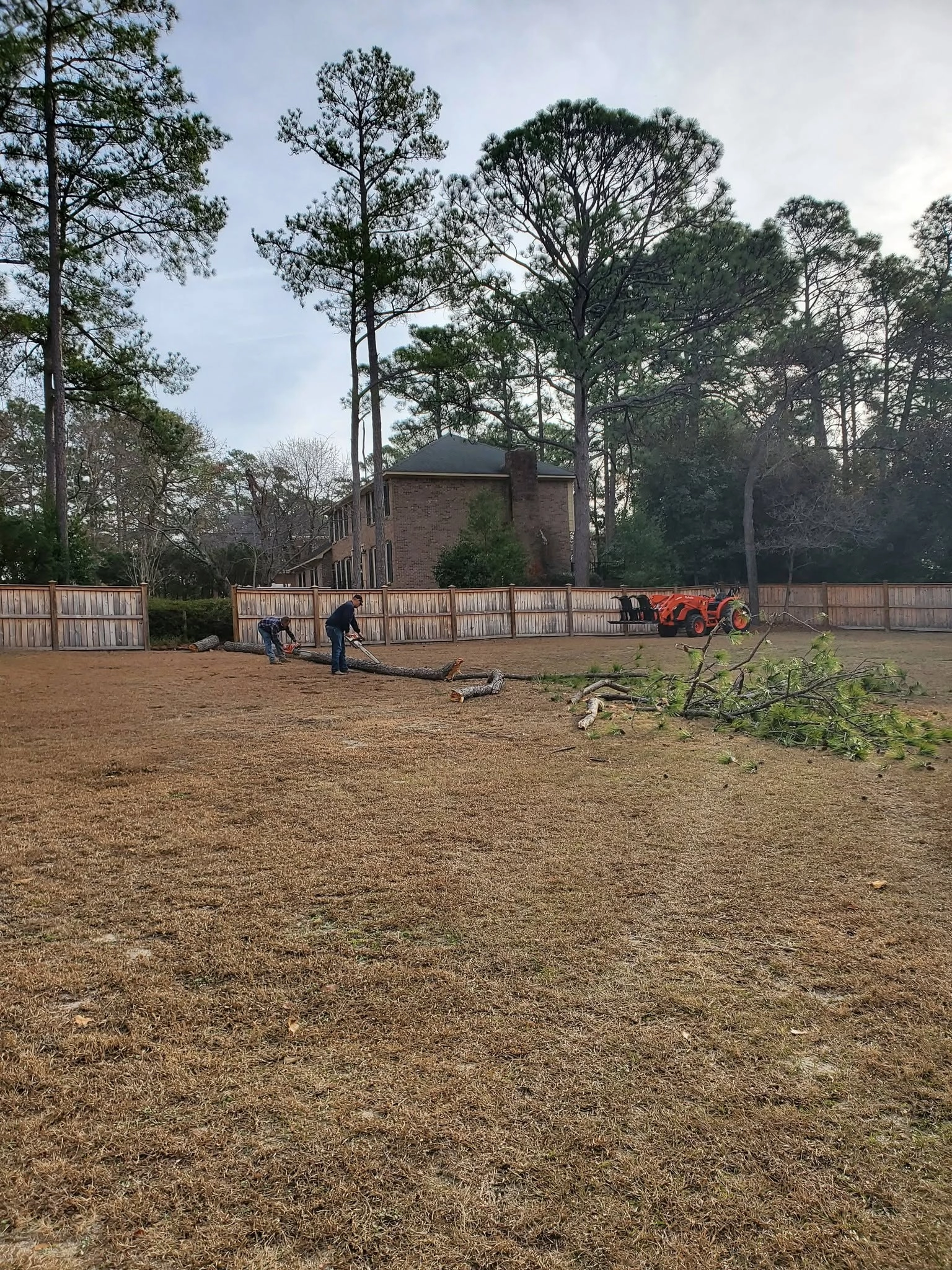 Two workers bucking felled pine trunk privacy fence orange k