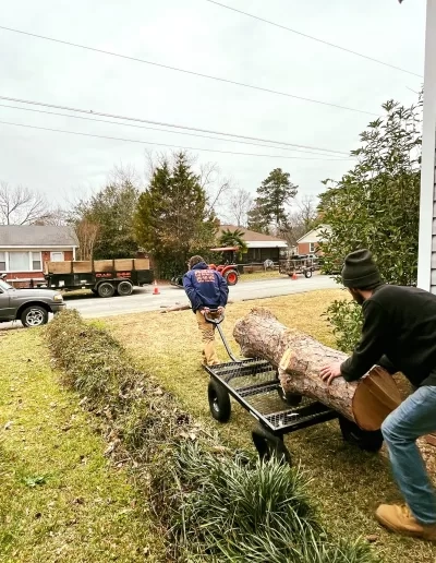 Two workers pine log yard cart front lawn cayce sc