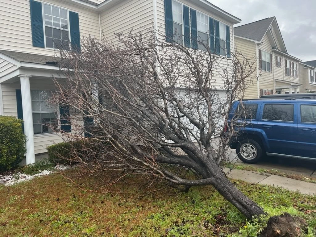 Uprooted crape myrtle front lawn blue jeep two story vinyl h