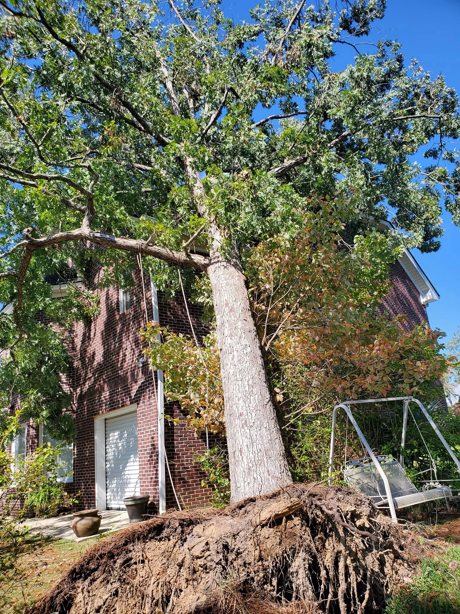 Uprooted oak leaning on brick two story house porch swing ca