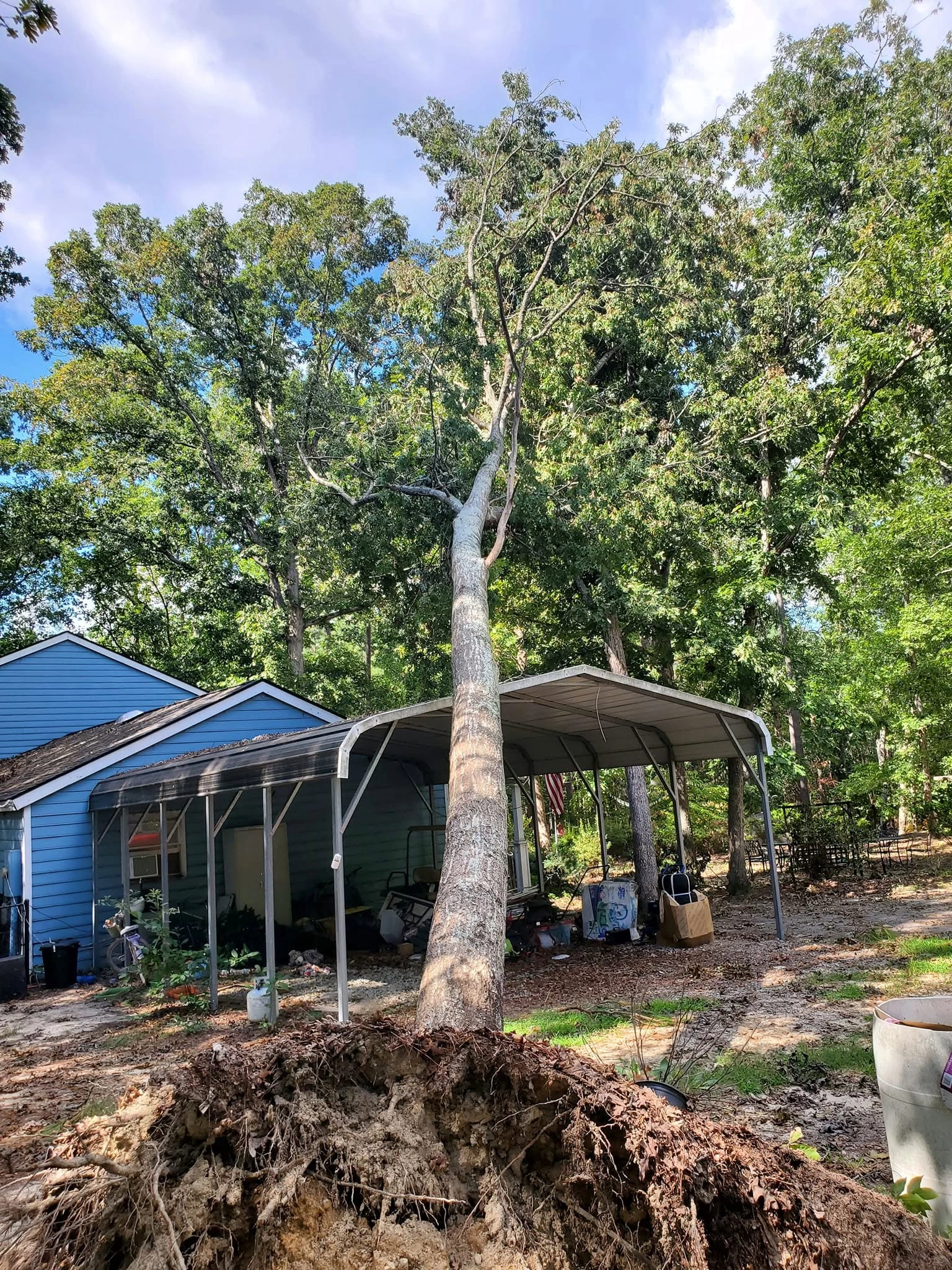 Uprooted oak leaning over metal carport blue house cayce sc