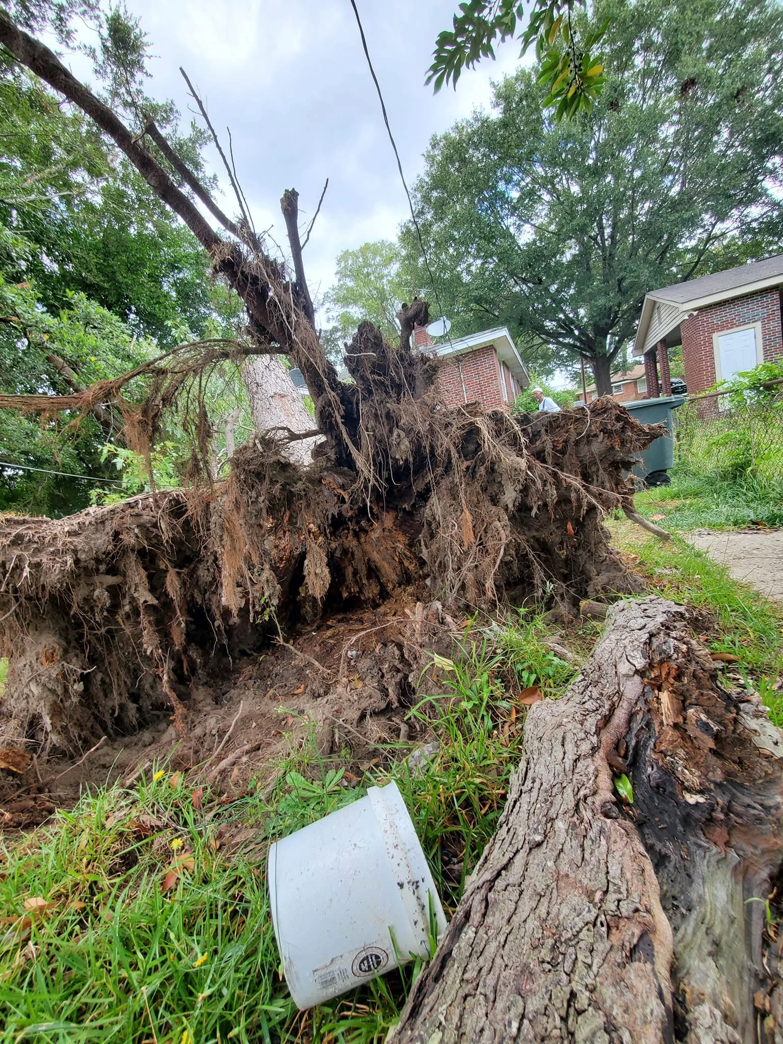 Uprooted oak root ball low angle white bucket brick house dr