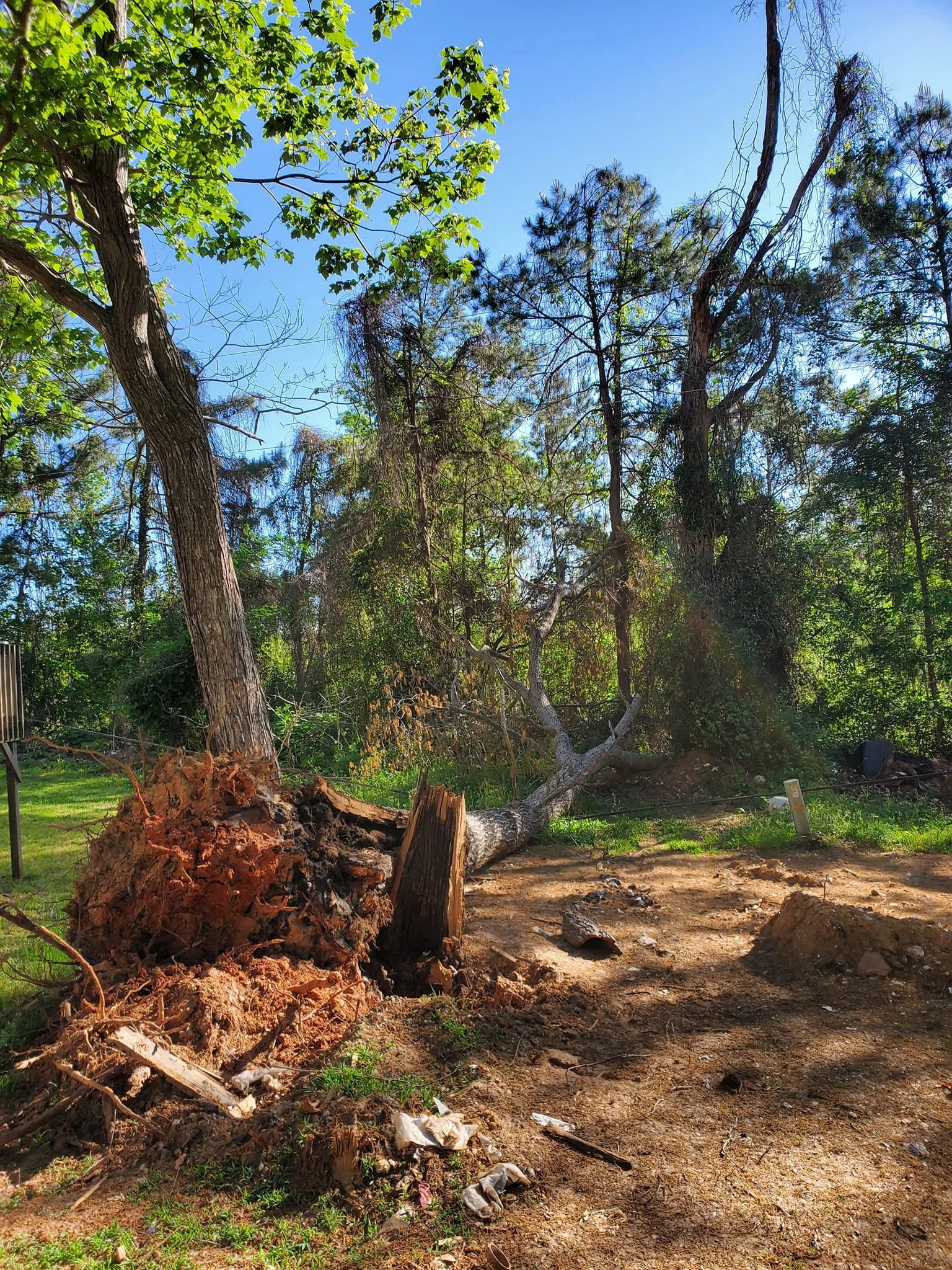 Uprooted pine red clay root ball fallen trunk tree line west