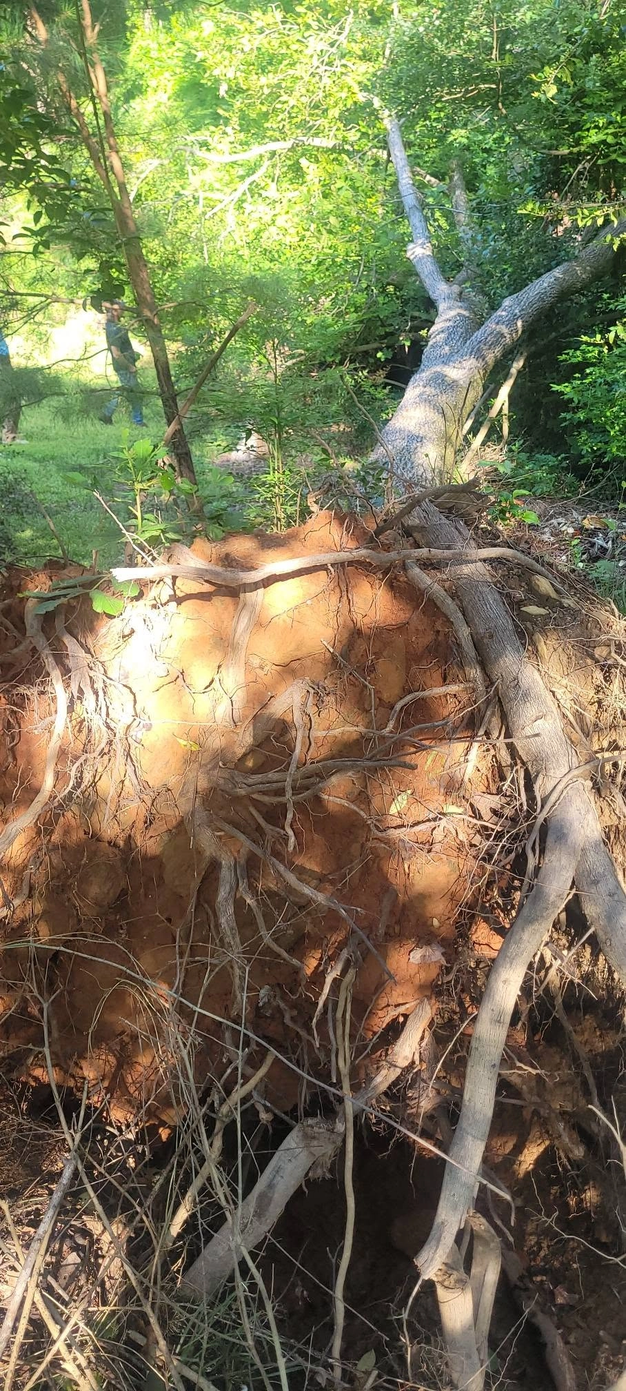 Uprooted tree exposed red clay root ball wooded lot cayce sc