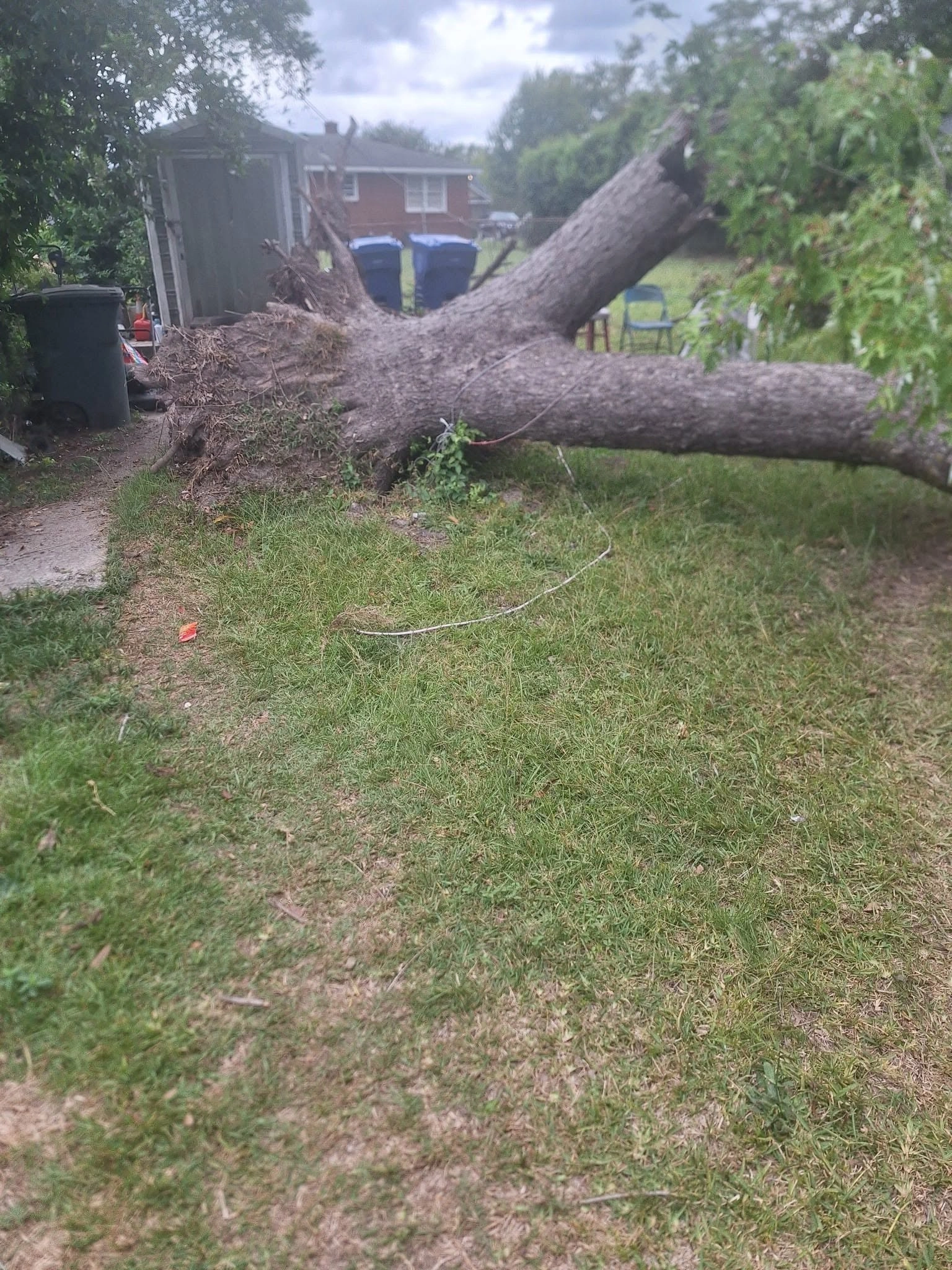 Uprooted tree exposed root ball backyard shed trash cans cay