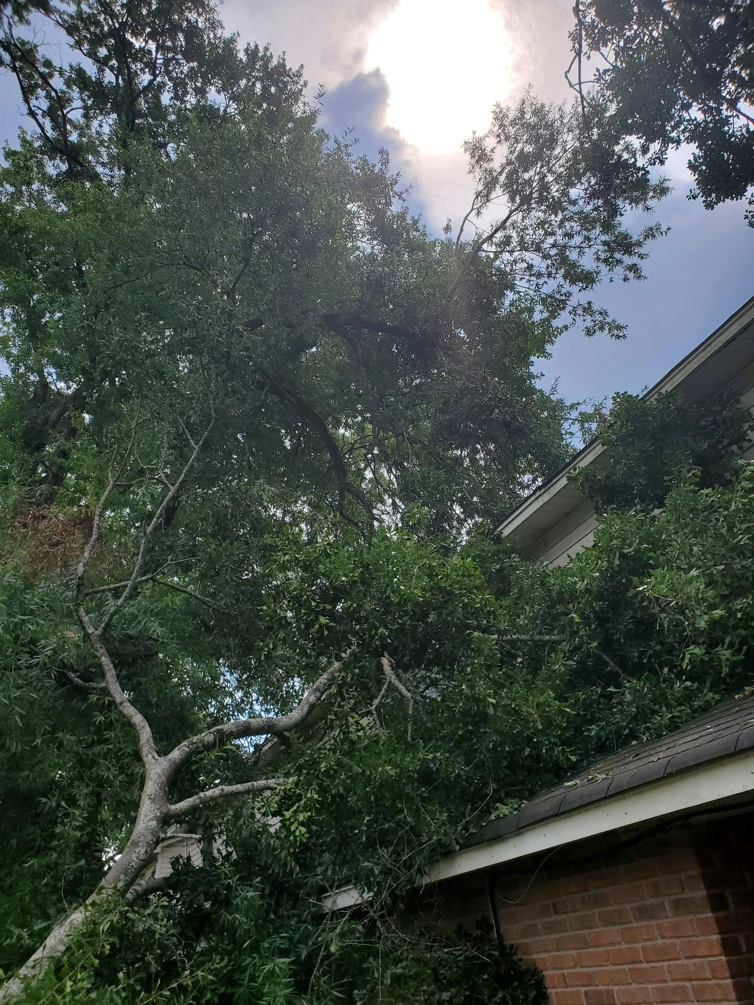 Upward view fallen oak limb brick roof cayce