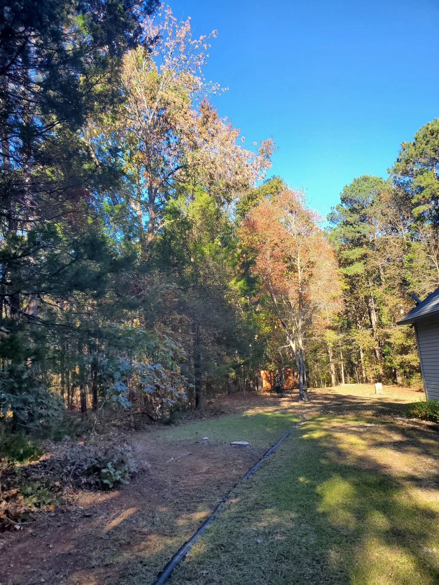 Wooded lot edge fall color hardwoods drainage pipe lawn gray