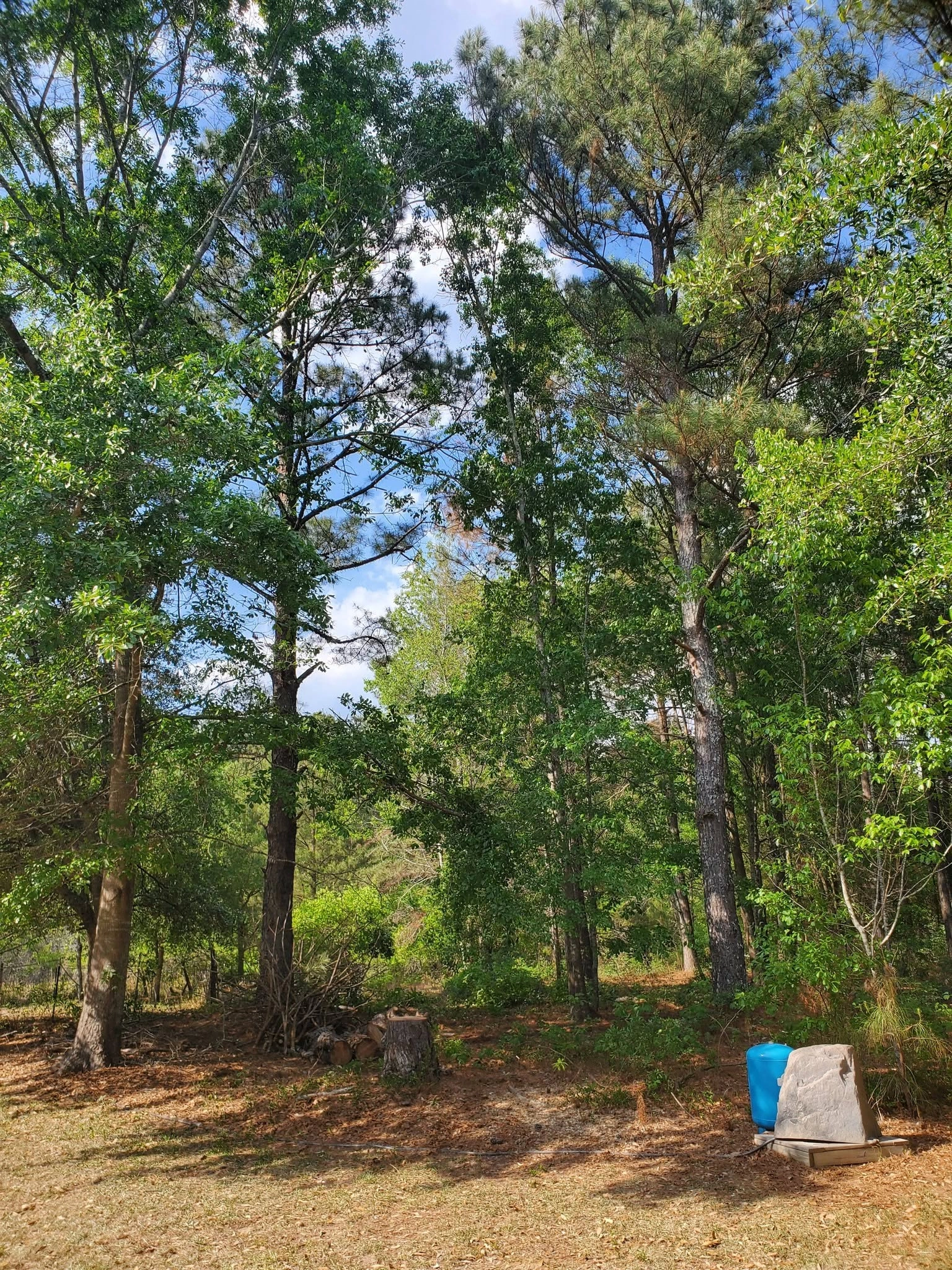 Wooded lot pines hardwoods cut stump blue barrel well cover 