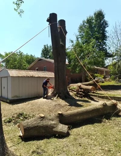 Worker felling double trunk tree backyard west columbia