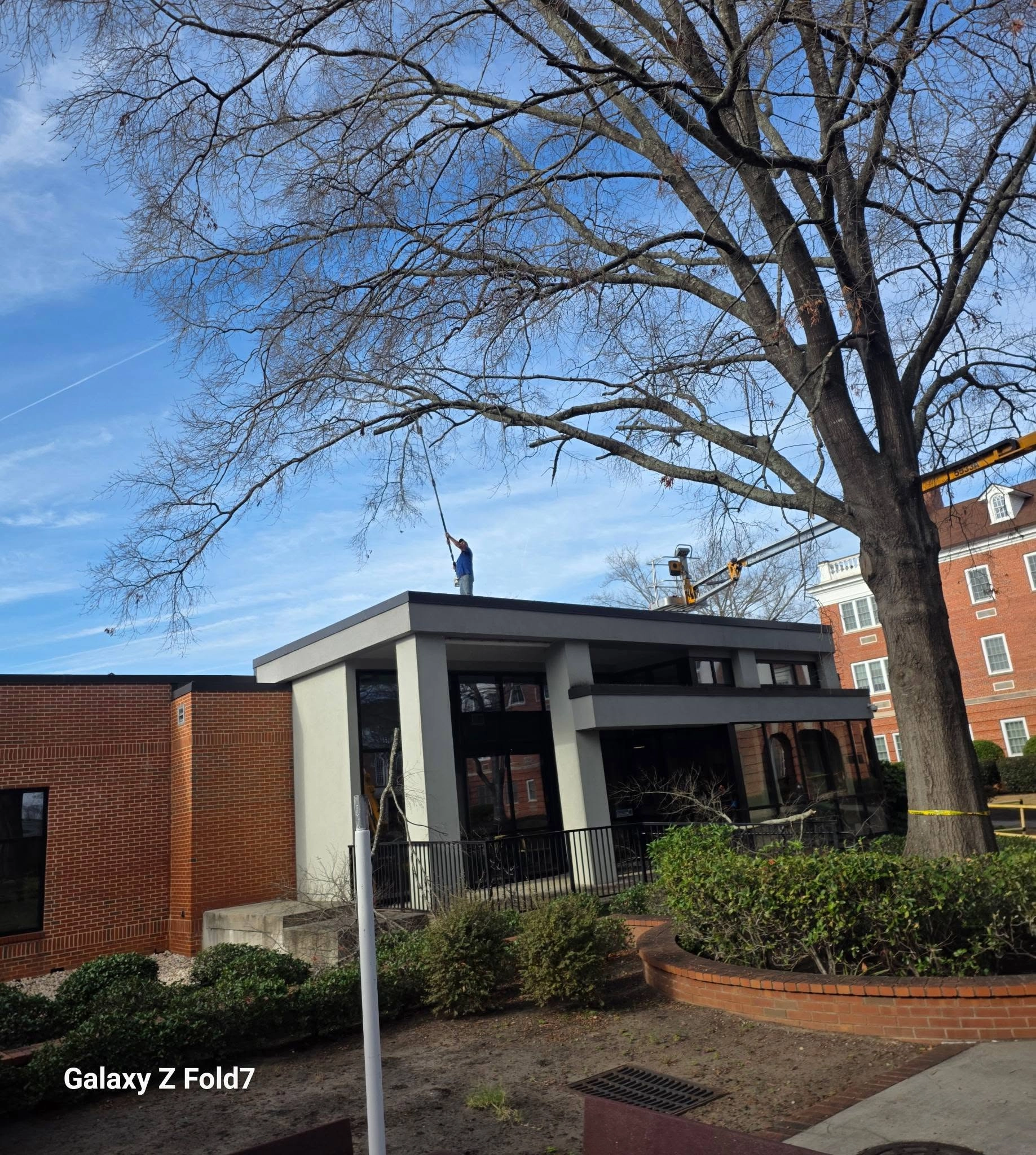 Worker on flat roof pole saw bare oak brick campus building 