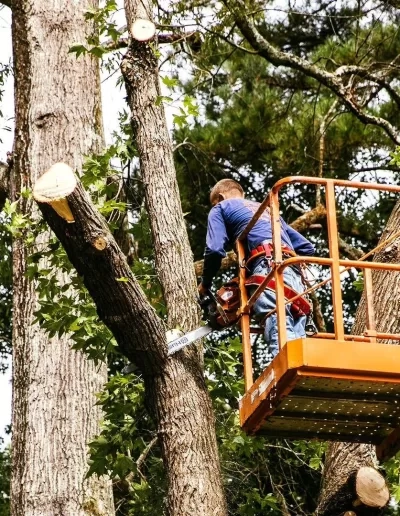 Worker orange lift basket chainsaw freshly cut oak stubs spr