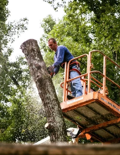 Worker orange lift basket cutting bare trunk sawdust cayce