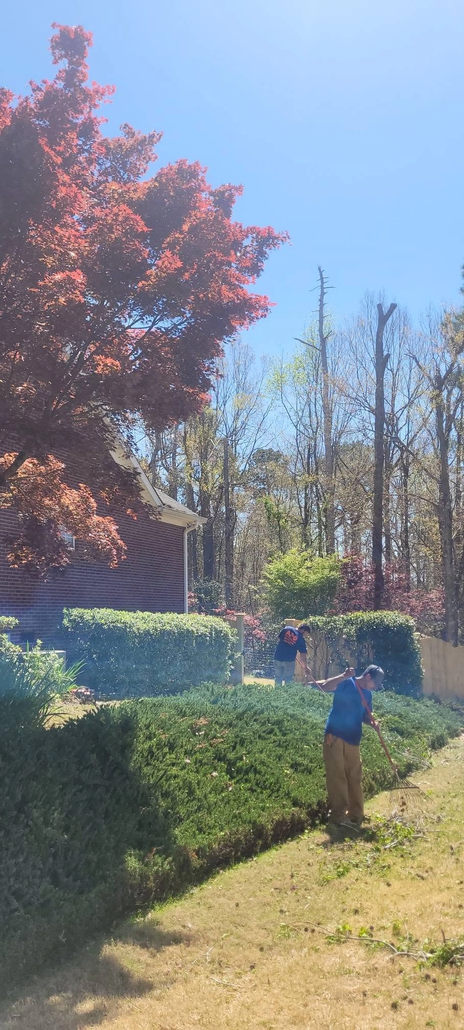 Worker raking debris juniper hedge red maple brick house cay
