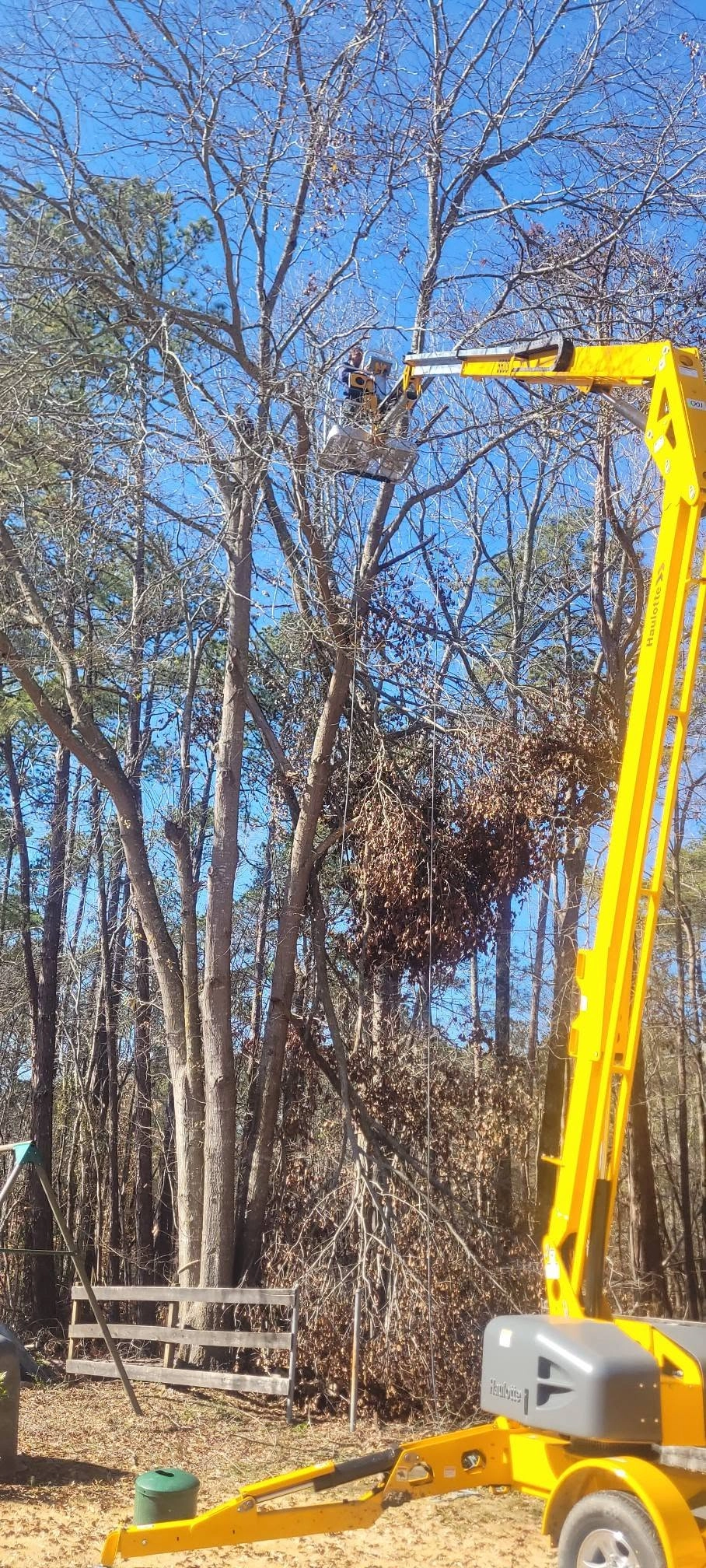 Yellow haulotte boom lift worker bucket bare hardwood canopy