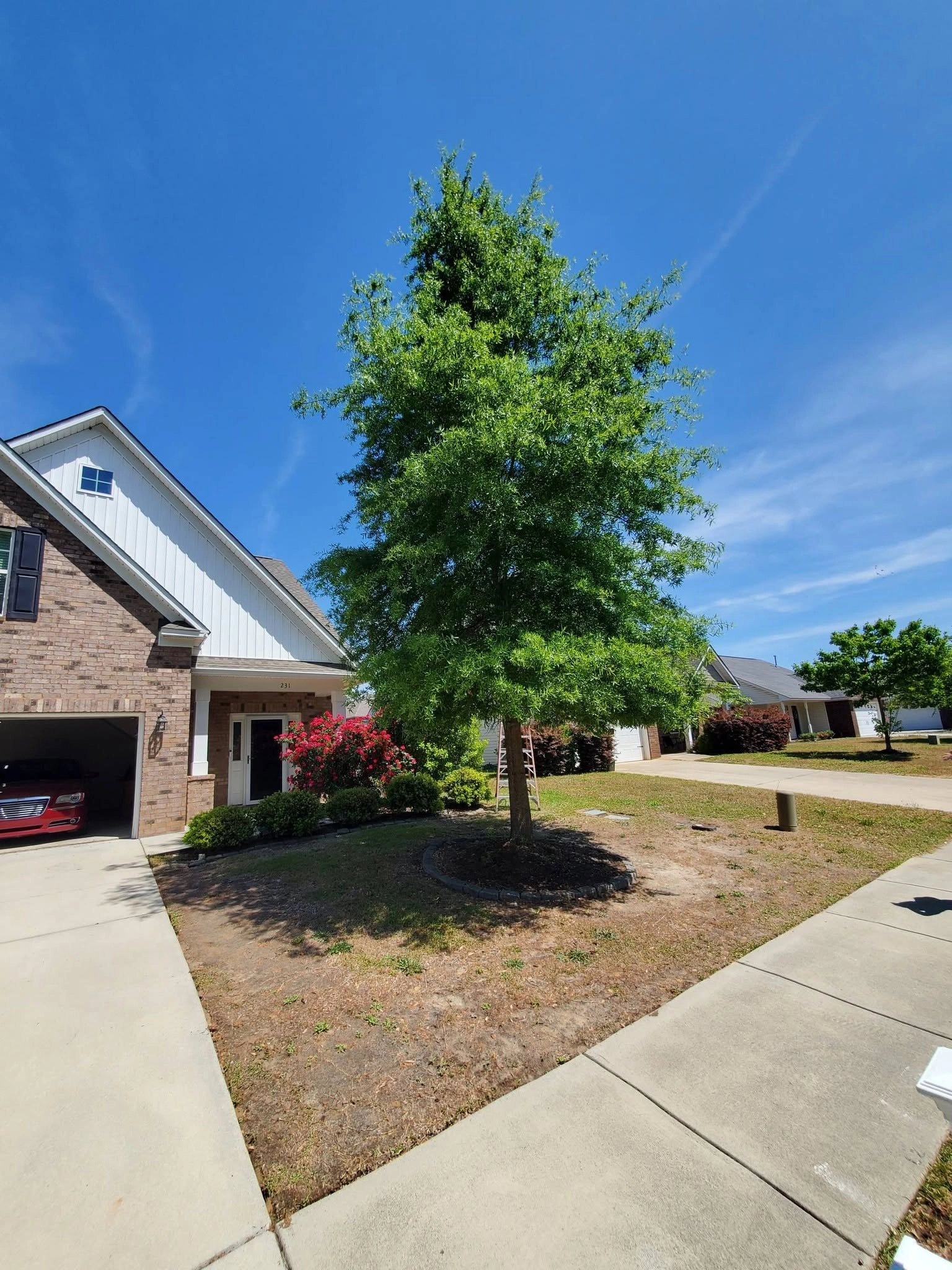 Young willow oak mulch ring brick craftsman red azaleas lexi