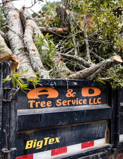 Lexington South Carolina Tree Removal