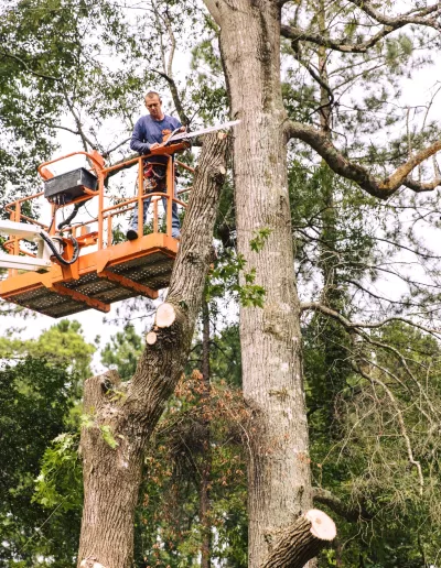 Tree Removal Lexington South Carolina
