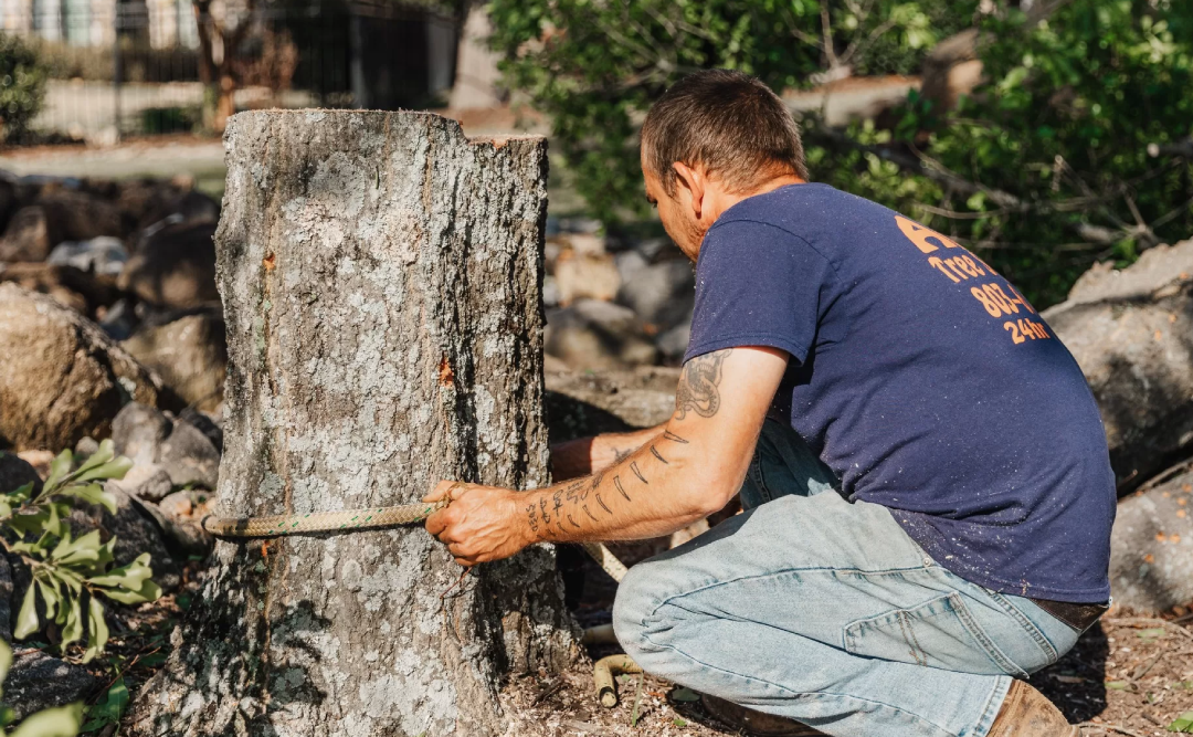 Stump Removal Columbia SC